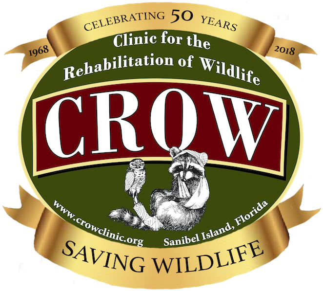 Crow At - West Highland White Terrier Clipart (671x600), Png Download