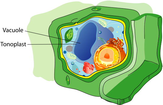 Upload - Wikimedia - Org - Vacuole In A Plant Cell Clipart (649x475), Png Download