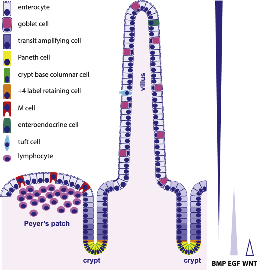 Clipart Library Download Organization And Types Of - Intestinal Epithelial Cell Types - Png Download (850x891), Png Download