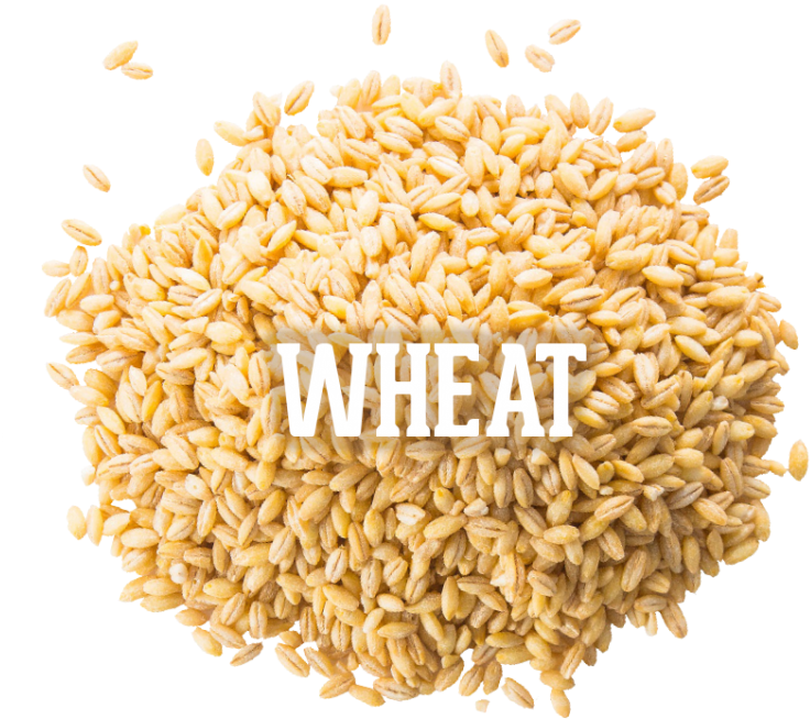 Wheat 04 Oct 2016 , Png Download - Whole Grain Clipart (736x654), Png Download