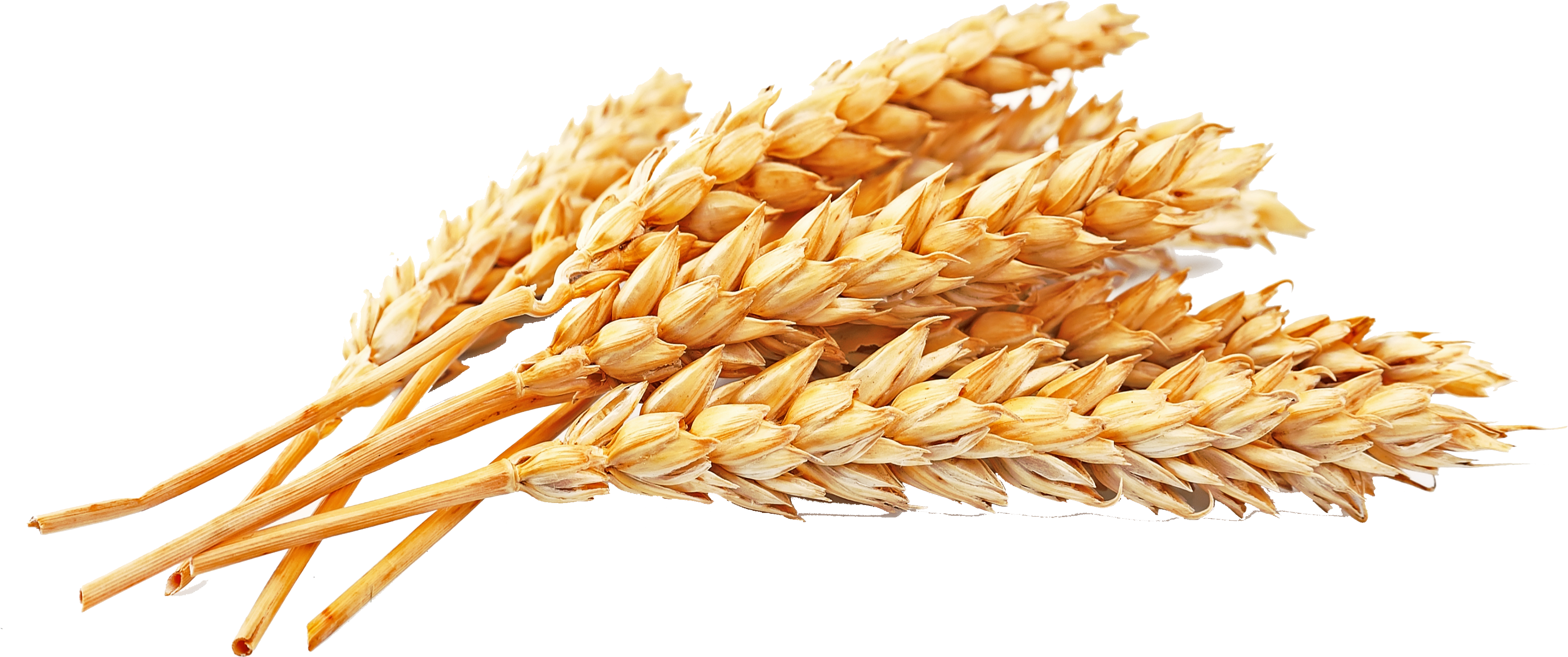 Whole Wheat Png Clipart (4147x2118), Png Download