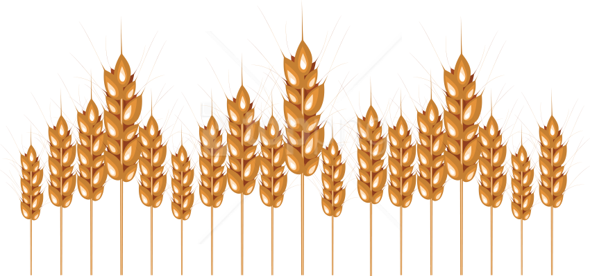 Free Png Download Wheat Png Images Background Png Images - Illustration Clipart (850x399), Png Download