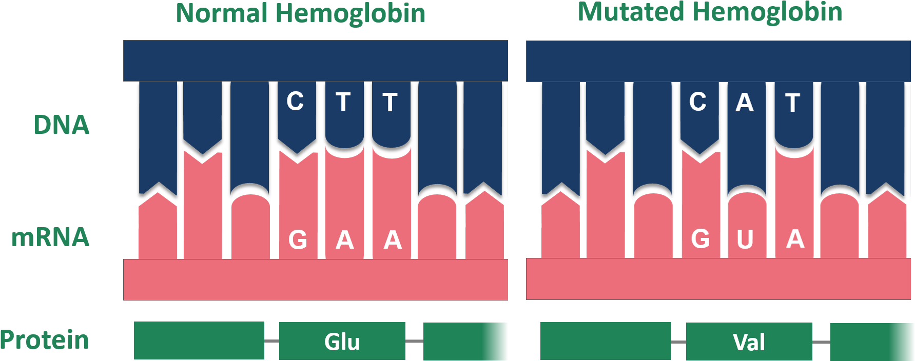 Point Mutation Sickle Cell Normal And Mutated Hemoglobin - Normal Vs Mutated Dna Clipart (1874x764), Png Download