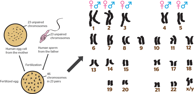 Was This Helpful - Chromosome Clipart (890x398), Png Download