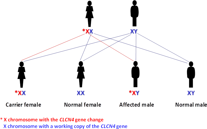 Passing On The X Chromosome With The Working Clcn4 - Thoc2 Gene Clipart (853x511), Png Download