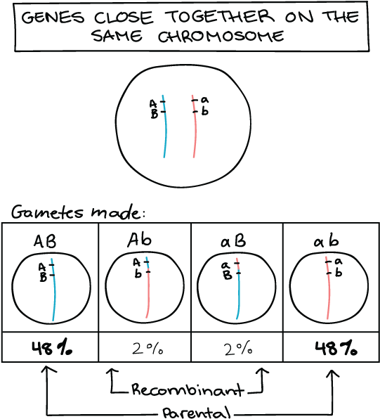 Genes Close Together On A Chromosome Have A Smaller - Genes Ligados Ejemplos Clipart (1168x611), Png Download