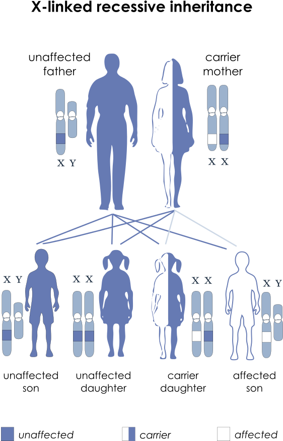 Autosomes Vs Sex Chromosomes - Sex Linked Recessive Clipart (600x911), Png Download