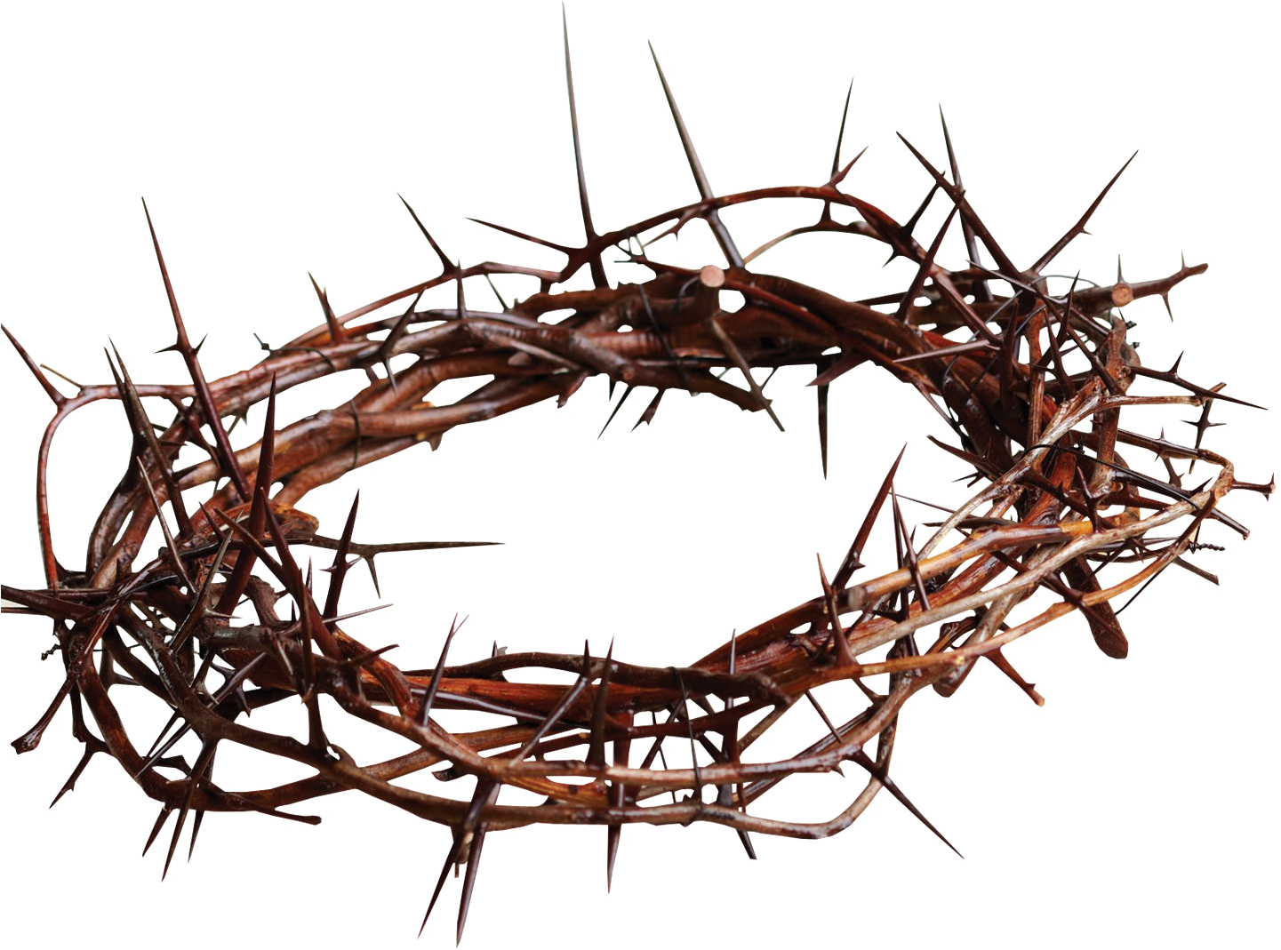 Crown Of Thorns Png Transparent Image - Crown Of Thorns Png Clipart (1500x1068), Png Download
