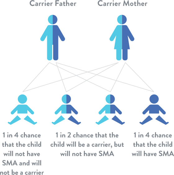 Noncarriers Of Sma Have 2 Copies Of The Smn1 Gene, - Atrofia Muscular Espinal Genes Clipart (560x563), Png Download