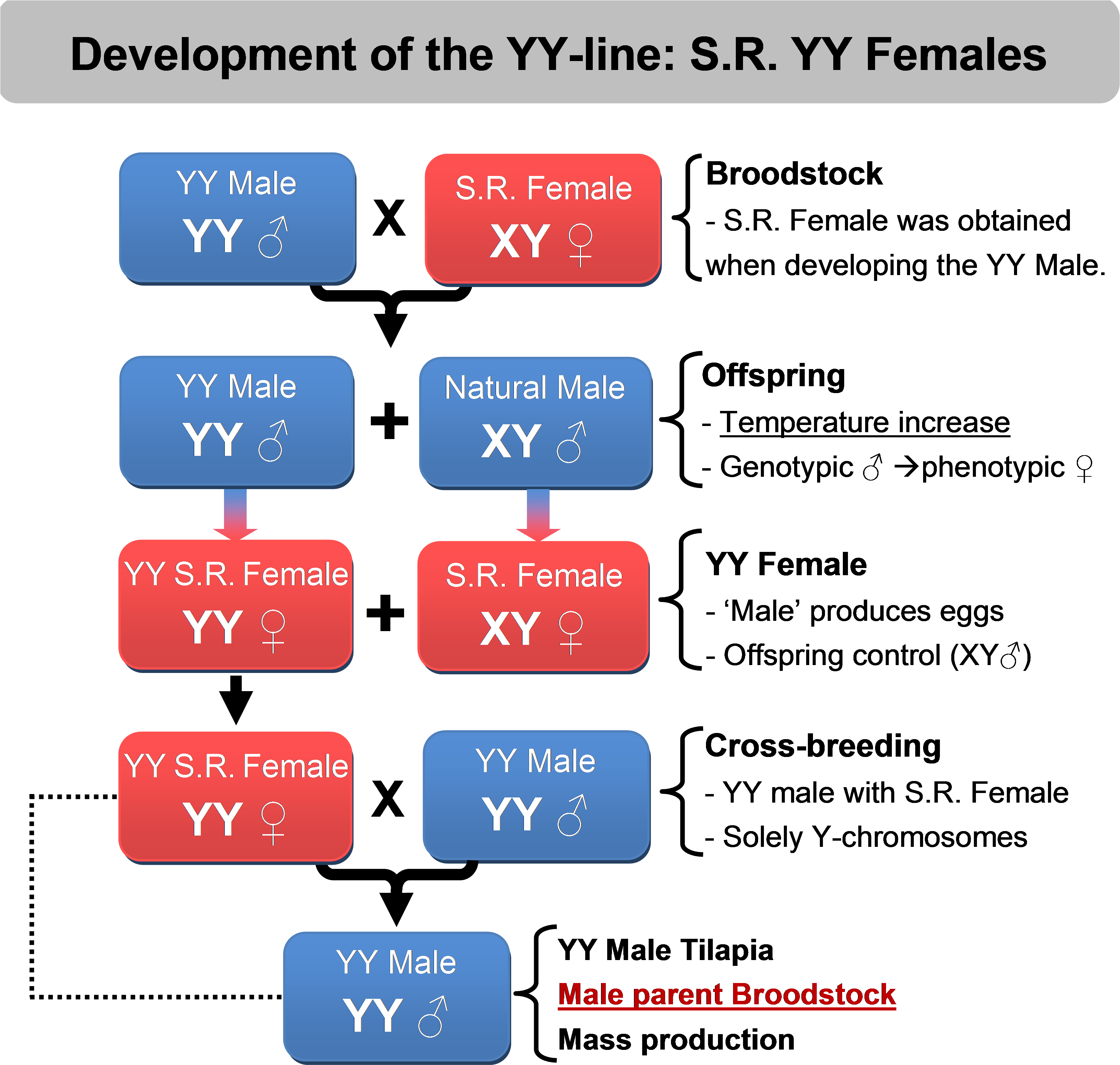 Once We Have Developed The Yy Male It Is Easy To Produce - Xx Hormones Clipart (3272x3139), Png Download