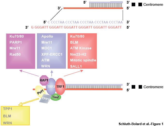 Chromosome Termini Ends With An Array Of Hexanucleotides - Telomeric Ends Clipart (679x523), Png Download