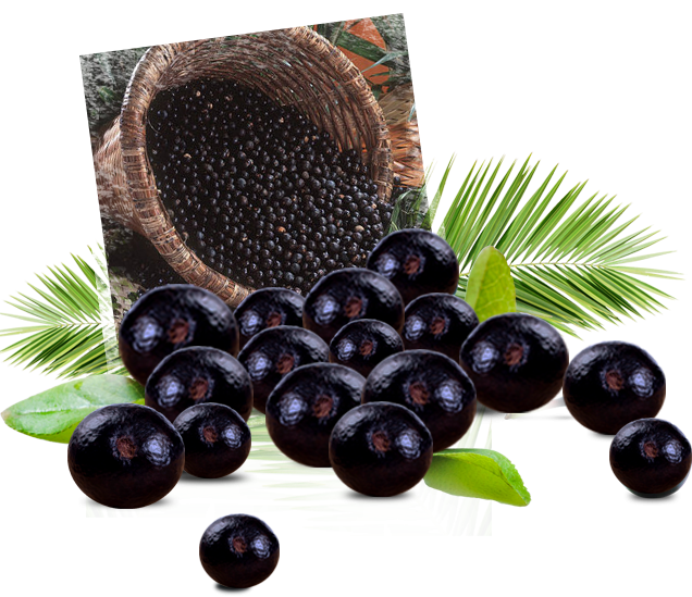 Acai Berry Png - Blueberry Clipart (636x549), Png Download
