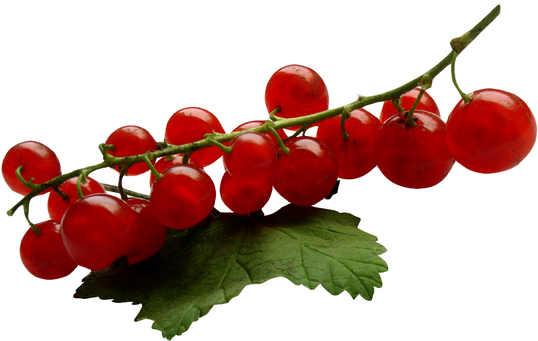 Download Redcurrant Png Image - Seedless Fruit Clipart (1133x743), Png Download