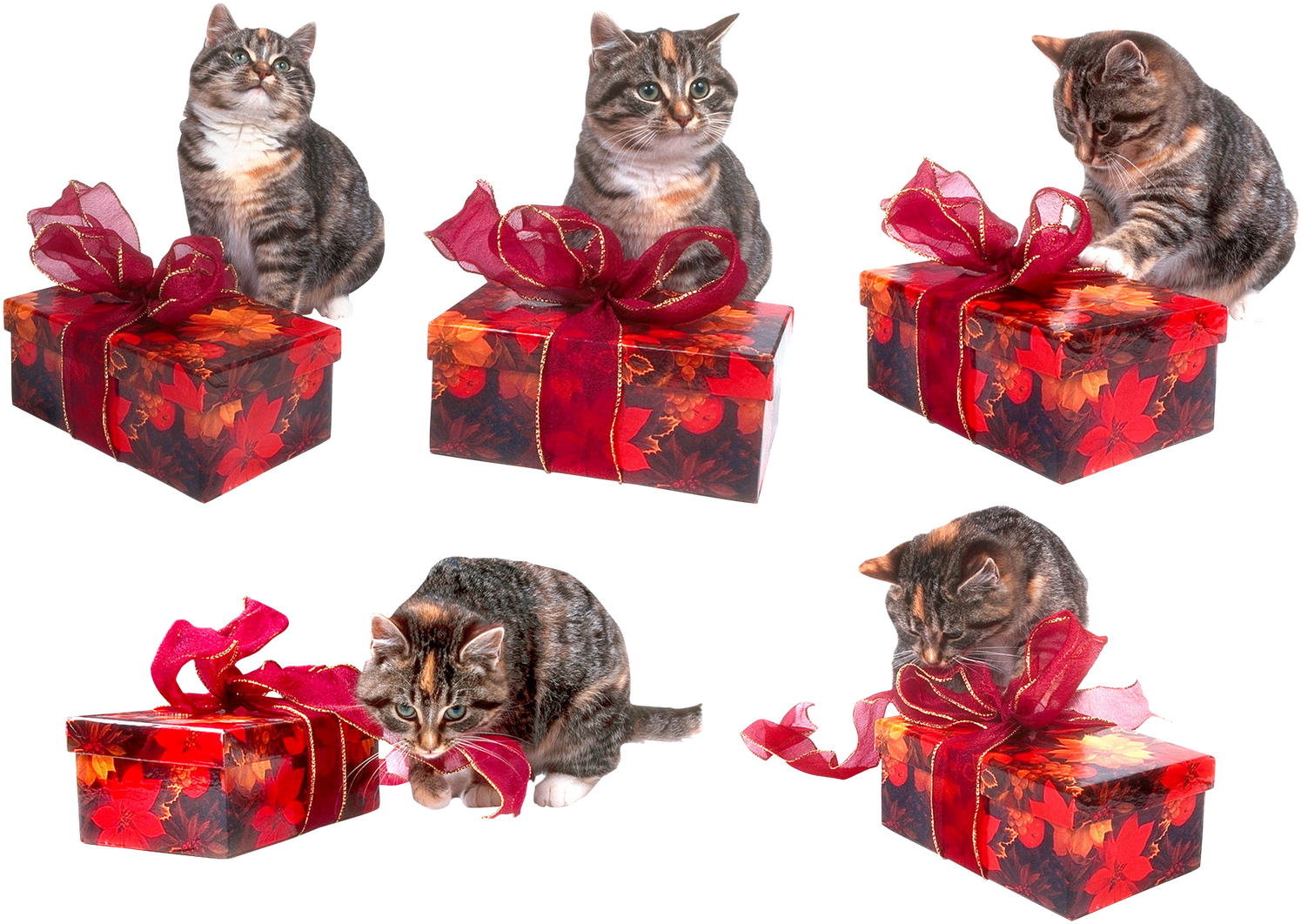 Dezena De Imagens Png De Gatinhos Em Alta Resolução - Domestic Short-haired Cat Clipart (1600x1165), Png Download