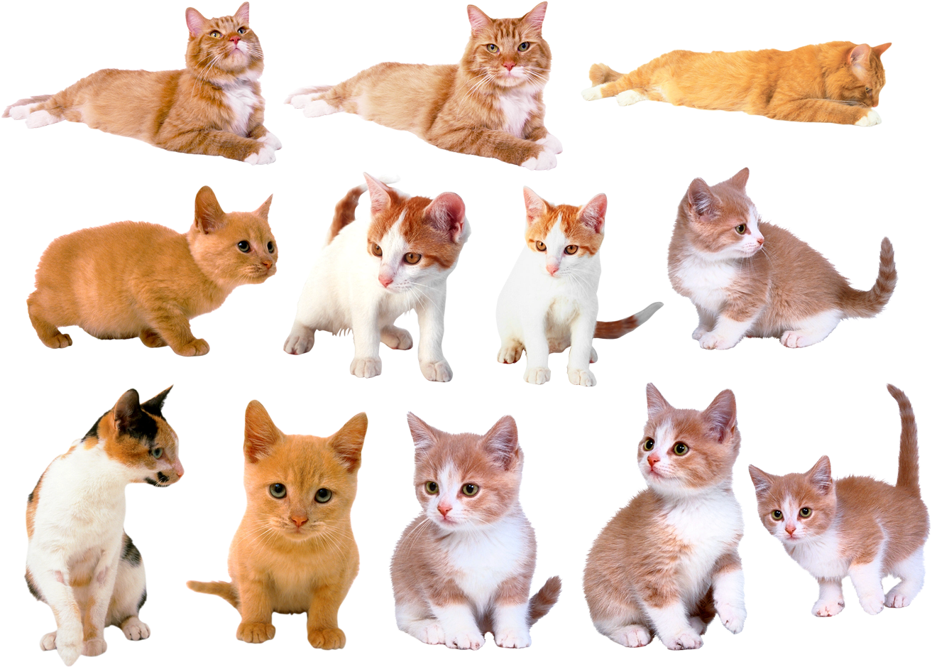 Dezena De Imagens Png De Gatinhos Em Alta Resolução - Domestic Short-haired Cat Clipart (1373x1000), Png Download