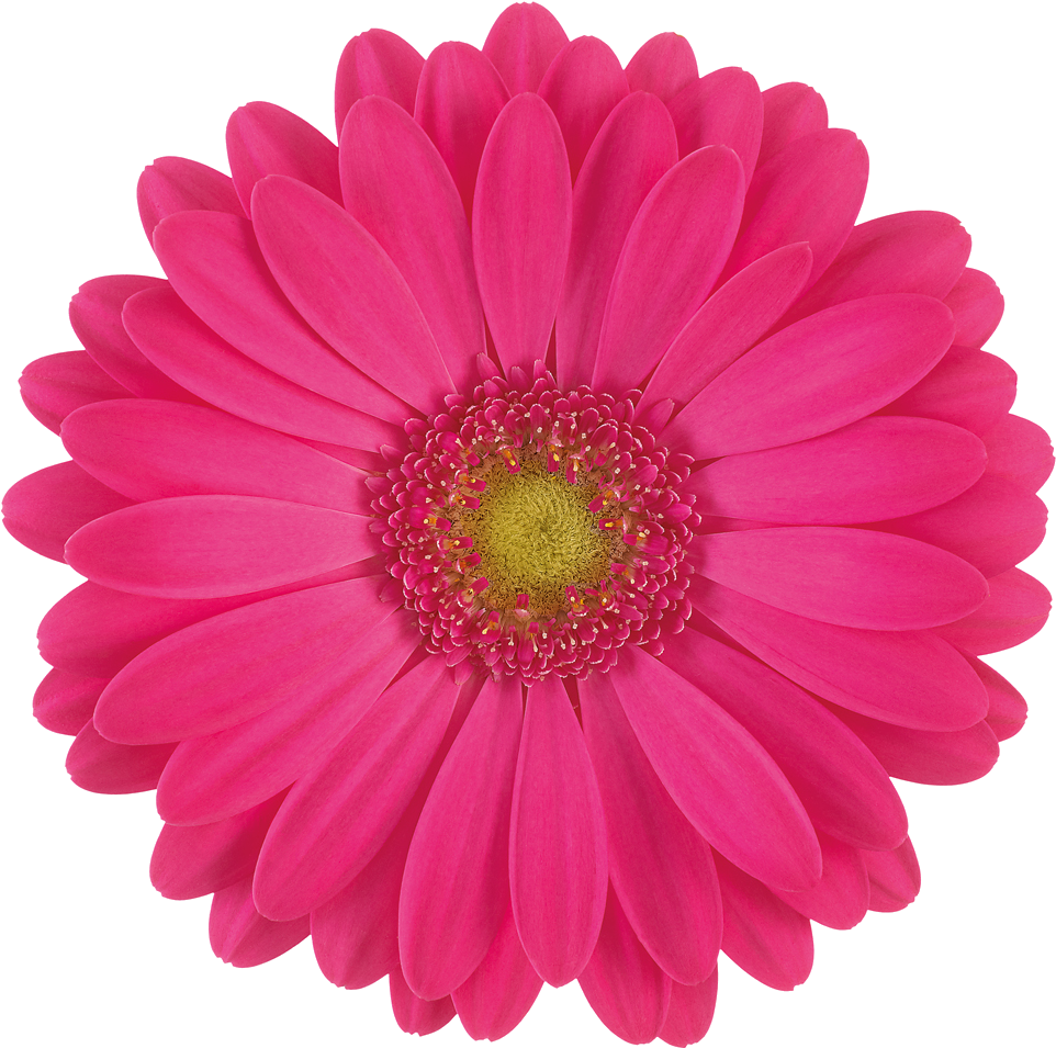 Welcome To - Pink And Purple Flower Clipart (1100x1100), Png Download