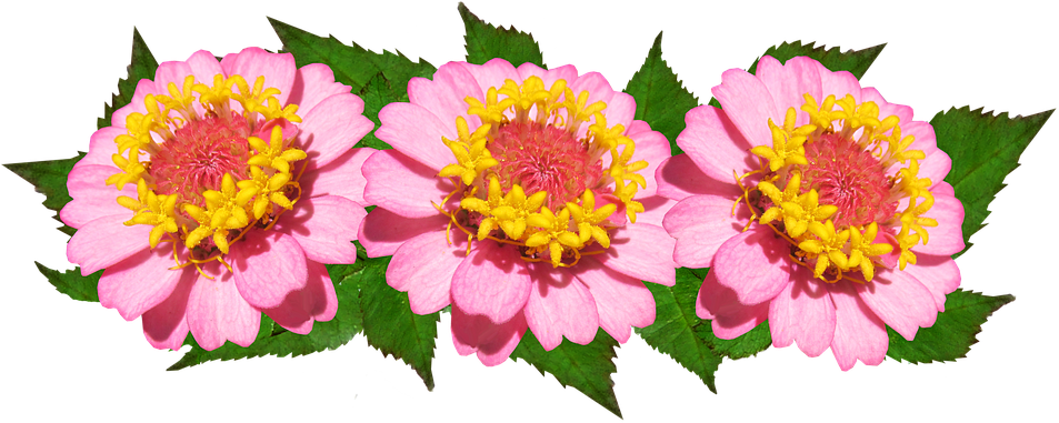 Flowers, Arrangement, Pink, Floral - Common Zinnia Clipart (960x388), Png Download