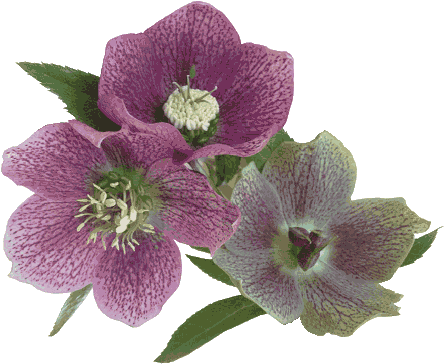 Lakeside Flowers - Lily Family Clipart (900x726), Png Download