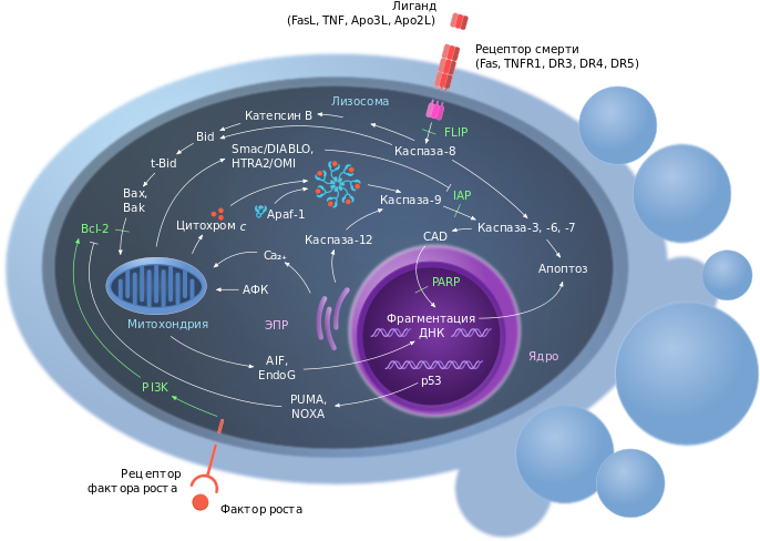 Механизм Действия Puma В Процессе Развития Апоптоза - Apoptosis Scheme Clipart (700x500), Png Download