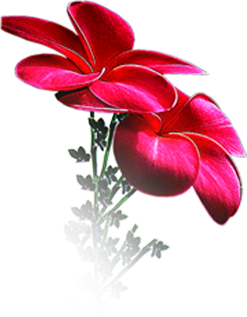 Photoshop Frames Wallpapers Designs - Flawer Clipart (1200x800), Png Download