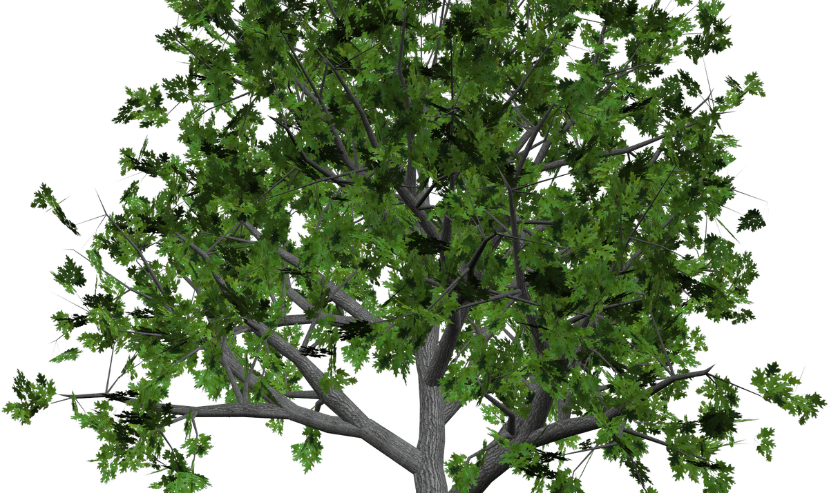 Sandalwood Tree Clip Art - Kapok Tree Transparent Background - Png Download (1200x715), Png Download