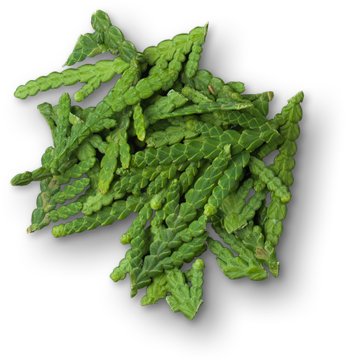 Cypress - Herb Clipart (614x614), Png Download