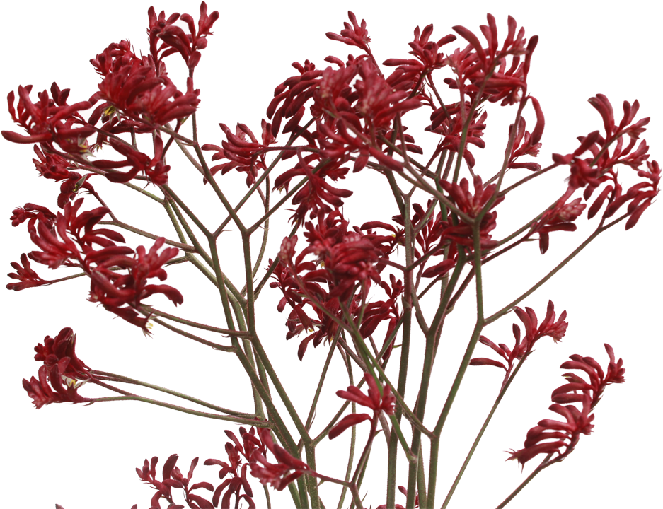 Kangaroo Paw Png - Lobelia Clipart (1000x1000), Png Download