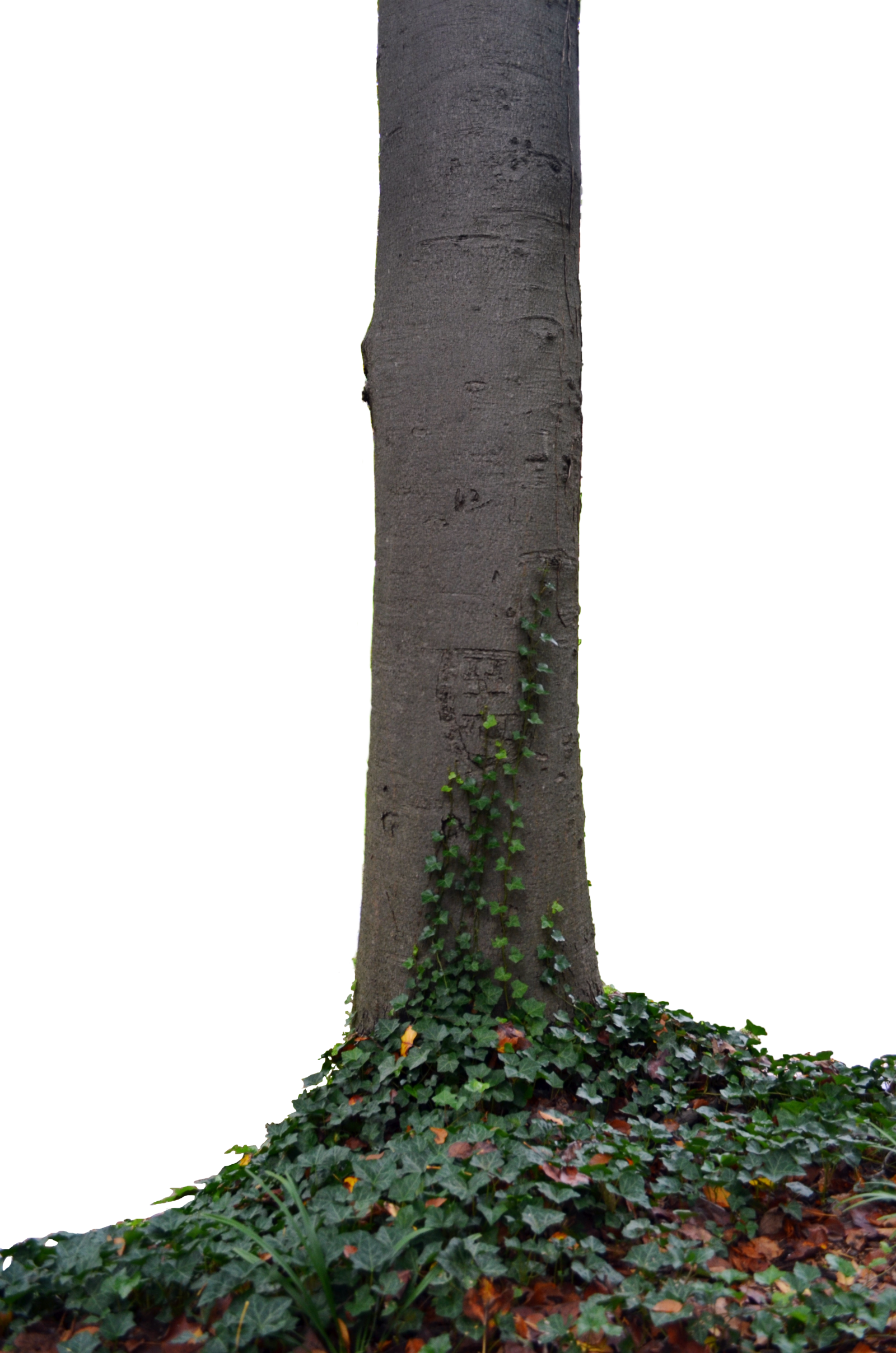 Tall Tree Png Hd Clipart (1600x2416), Png Download