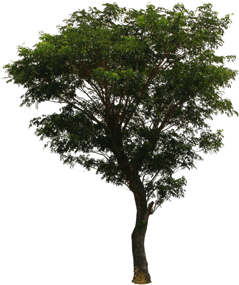Photoshop Pine Trees Transparent - Tree Png Clipart (827x967), Png Download