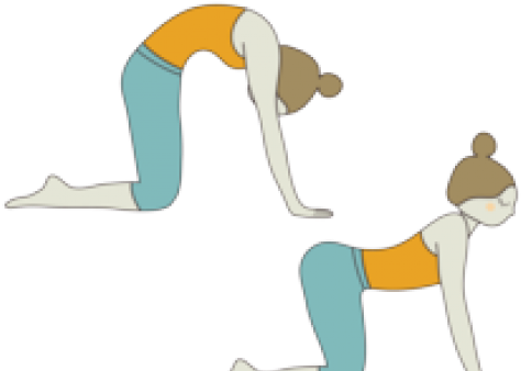 Yoga Clipart Cow - Cat Cow Pose - Png Download (640x480), Png Download