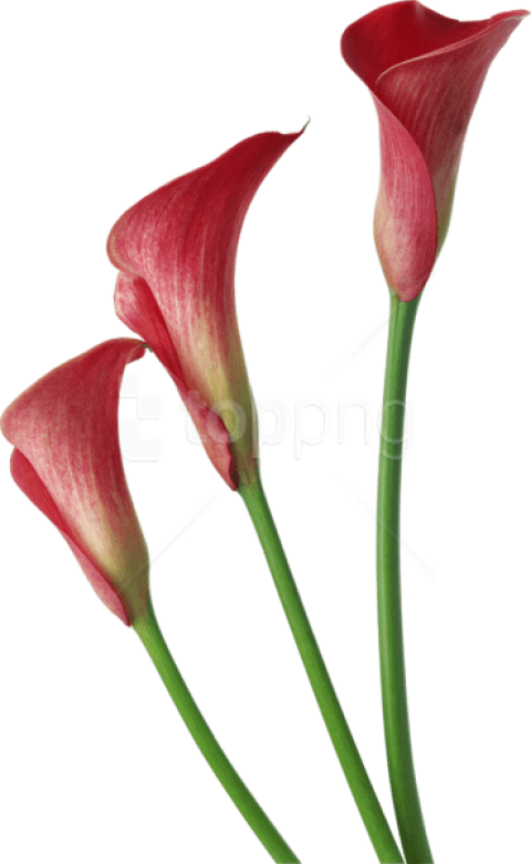 Free Png Download Red Transparent Calla Lilies Flowers - Red Calla Lily Png Clipart (480x781), Png Download
