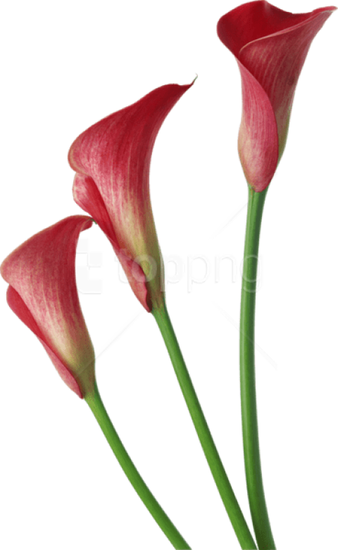 Free Png Download Red Transparent Calla Lilies Flowers Red Calla Lily Png Clipart Large Size Png Image Pikpng