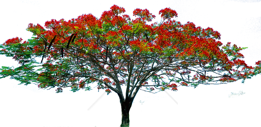 Free Png Spring Tree Png Png Image With Transparent - Tree Image Hd Png Clipart (850x415), Png Download