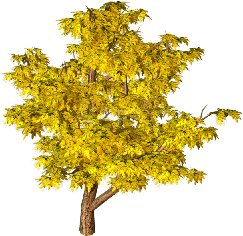 Free Png Download Yellow Fall Tree Png Images Background - Yellow Tree Png Clipart (850x825), Png Download