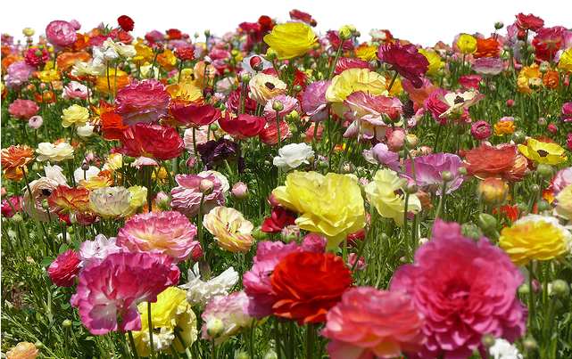 Clipart Farm Flower - Garden Roses - Png Download (640x480), Png Download