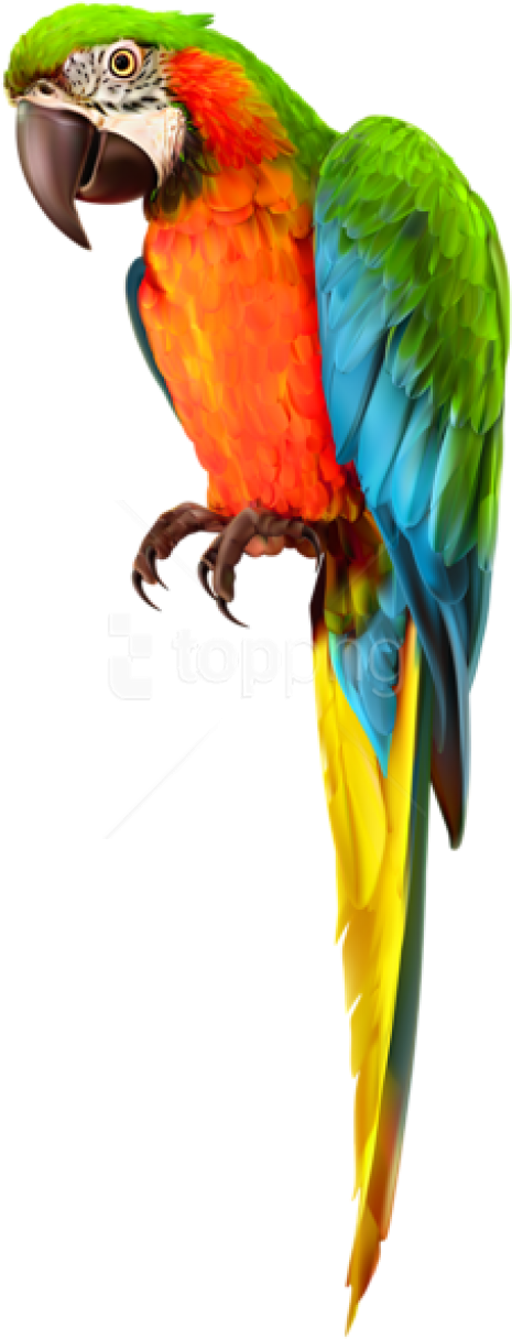 Free Png Download Parrot Transparent Png Images Background - Macaw Clipart (480x1231), Png Download