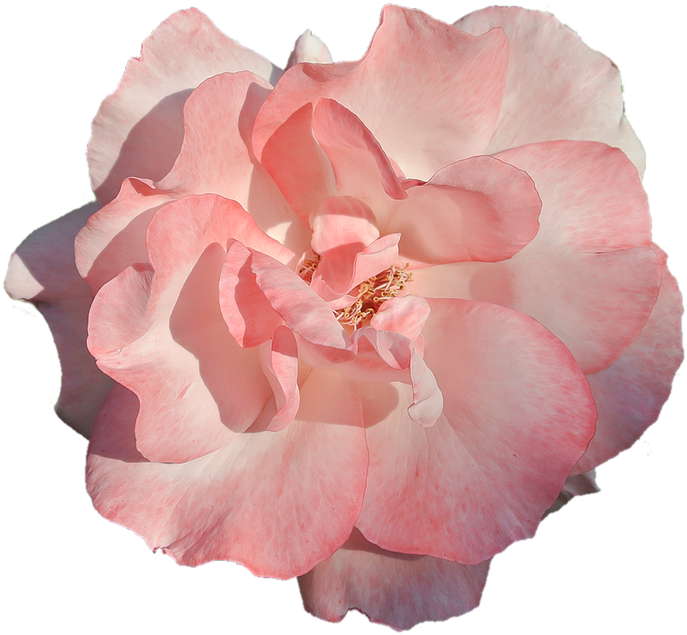Flower Pink Rose Nature Beauty - Japanese Camellia Clipart (788x720), Png Download