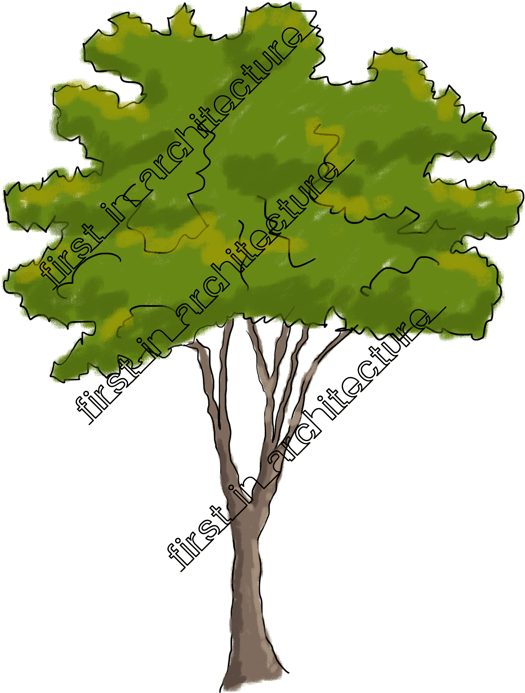 Fia Trees Elevation 05 - Gambel Oak Clipart (598x800), Png Download
