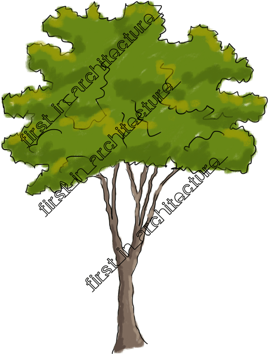 Download Fia Trees Elevation 05 Gambel Oak Clipart Png Download PikPng