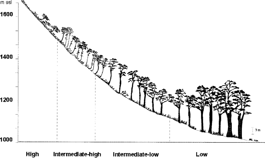 Scheme Of The Variation In The Growth Habit Of N - Illustration Clipart (850x507), Png Download