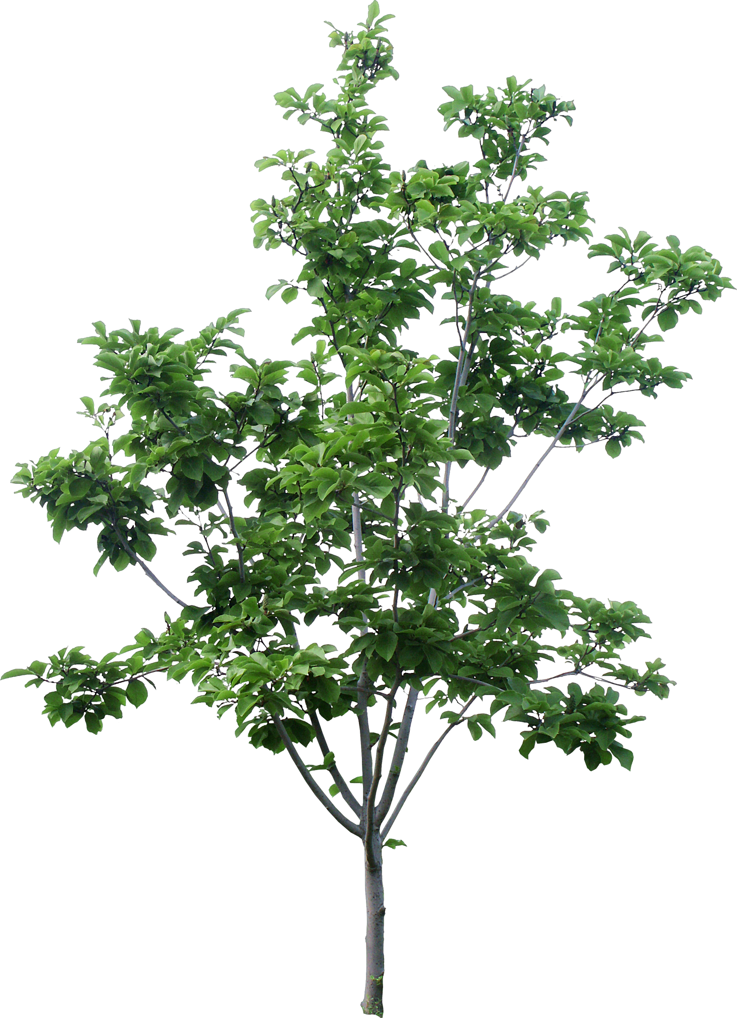 Tree 木 素材 Clipart Large Size Png Image Pikpng