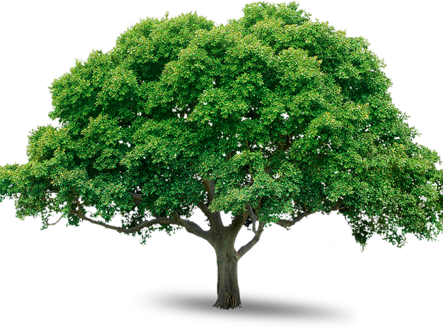 Tree Photos Free - Png Trees Free Download Clipart (640x480), Png Download
