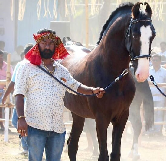 Decorated Elephant - Stallion Clipart (800x533), Png Download