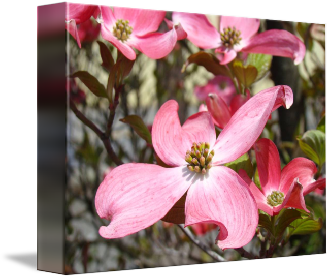 650 X 547 5 - Flowering Dogwood Clipart (650x547), Png Download