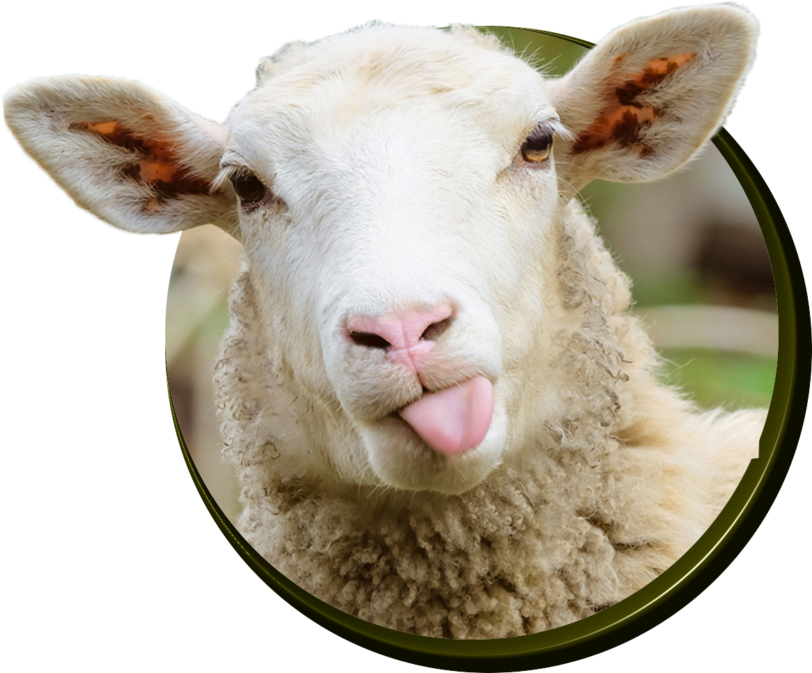 Sheep Clipart (1200x1200), Png Download