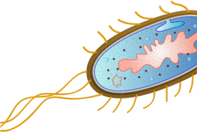 Escherichia Coli Clipart Microbiology - E Coli Bacteria Png Transparent Png (640x480), Png Download