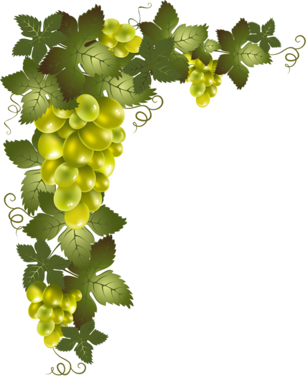 Clipart Black And White Bordures - Vine Frame Transparent Background - Png Download (600x733), Png Download