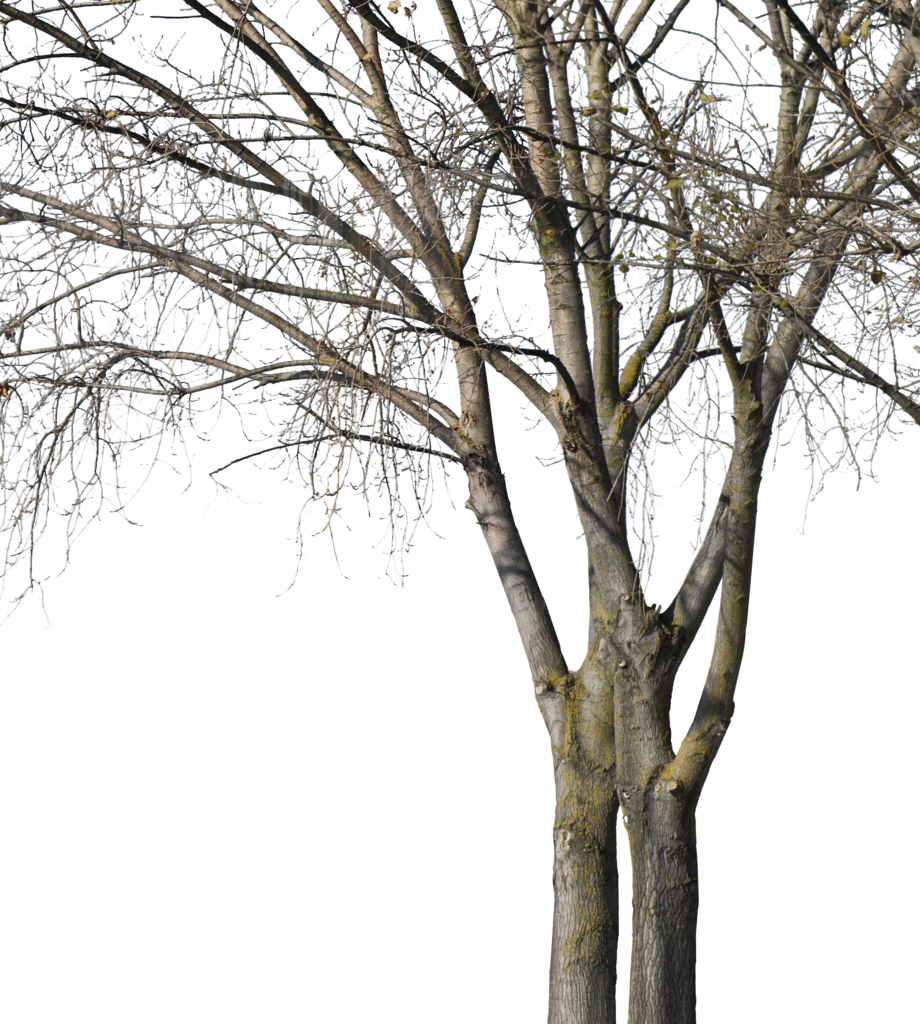 Deciduous Trees Group Winter Ii - Wood Clipart (920x1024), Png Download