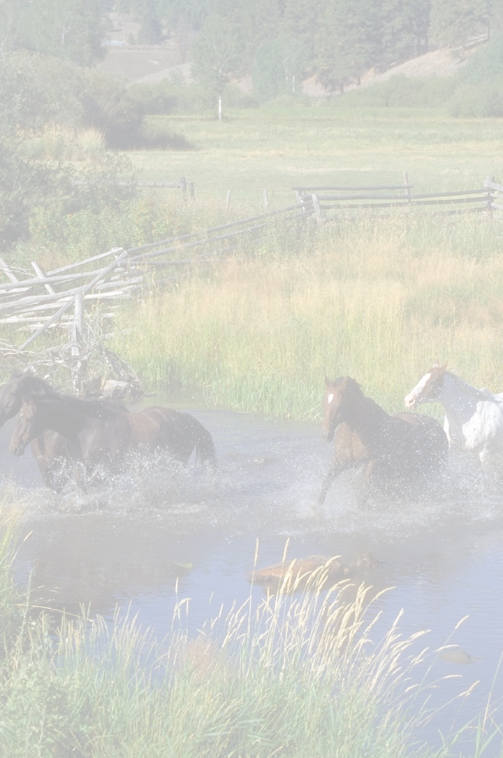 Horse - Herd Clipart (720x1084), Png Download