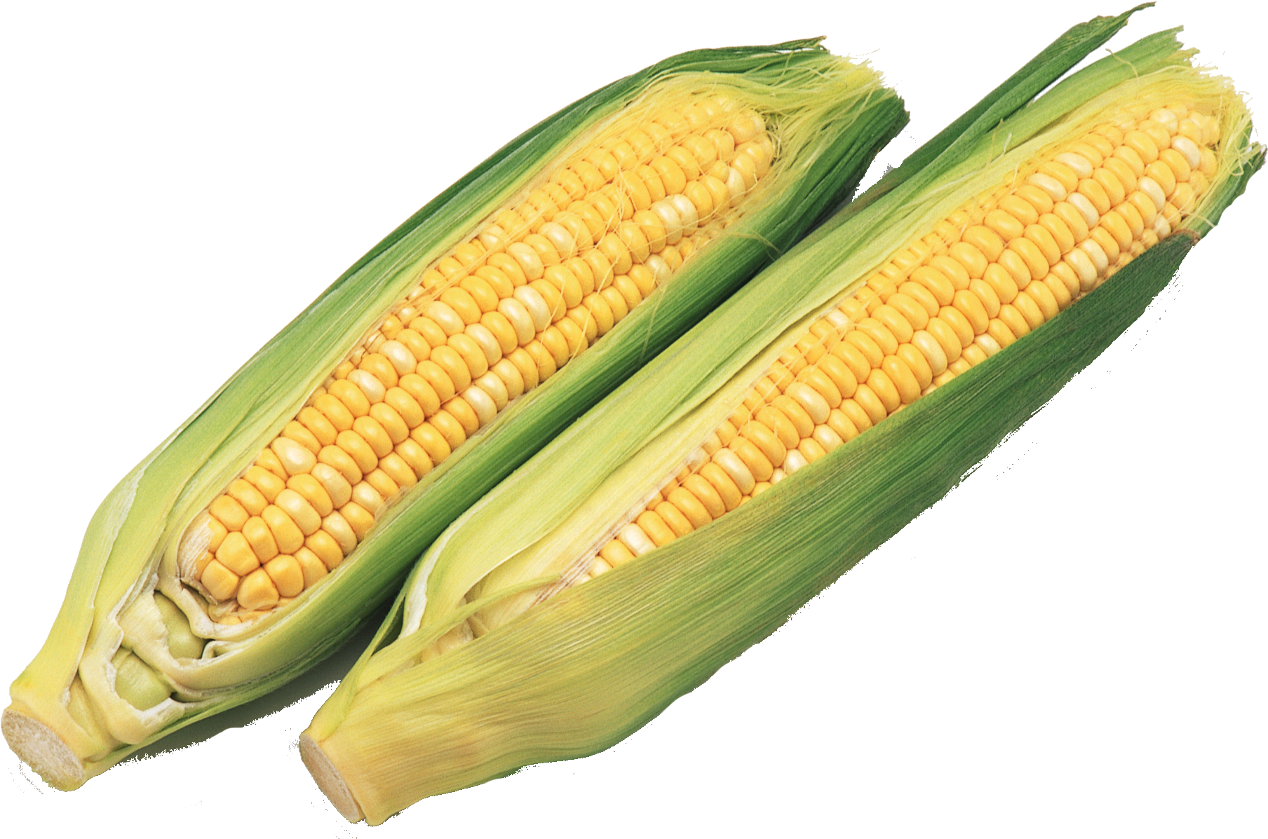 1885 X 1385 9 - Qua Bap Clipart (1885x1385), Png Download